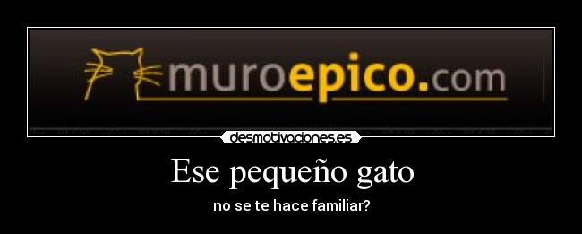 Ese pequeño gato - 