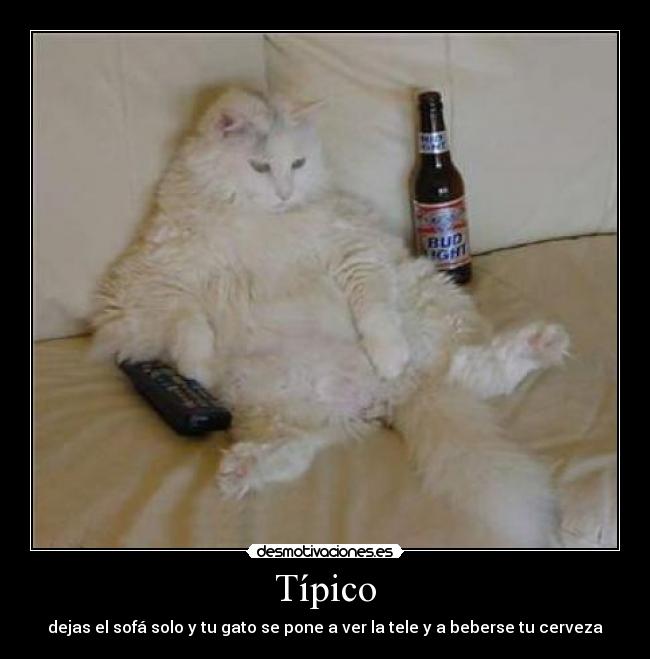 Típico - dejas el sofá solo y tu gato se pone a ver la tele y a beberse tu cerveza