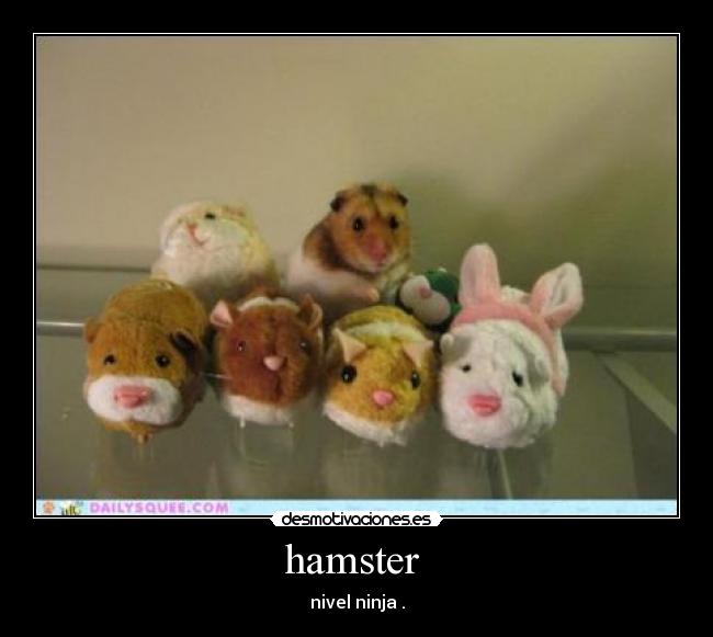 hamster  - nivel ninja .