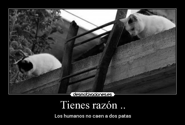 carteles gatos humanos razon desmotivaciones