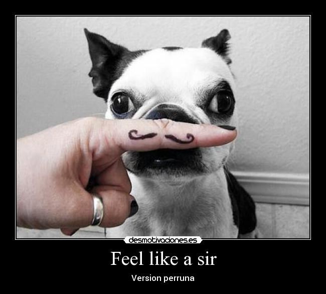 Feel like a sir - Version perruna