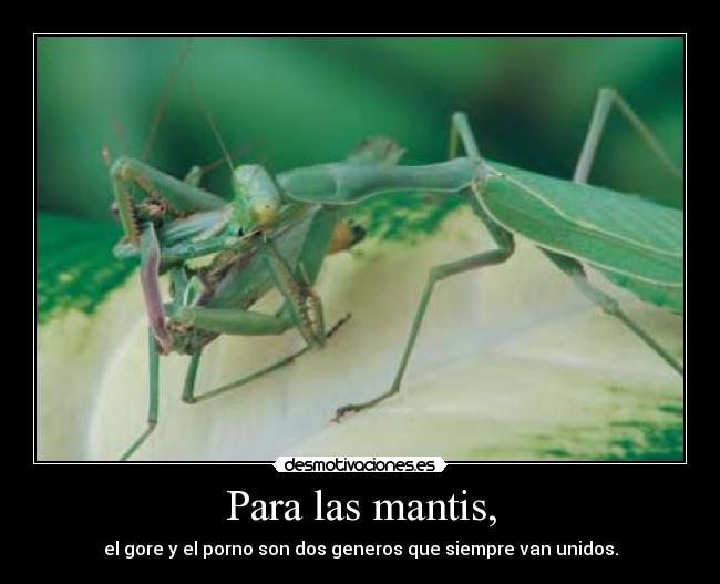 carteles mantis gore porno desmotivaciones