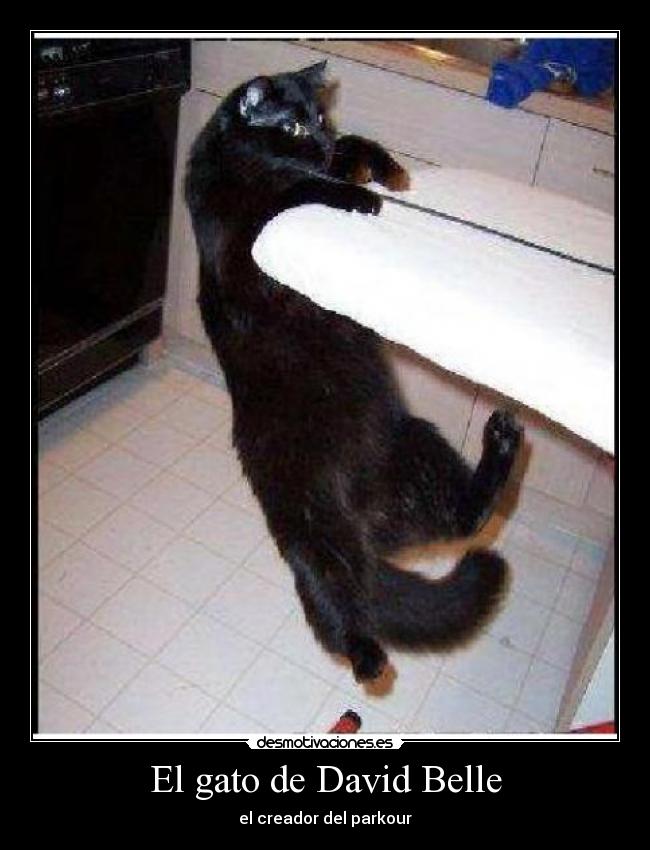 El gato de David Belle - el creador del parkour