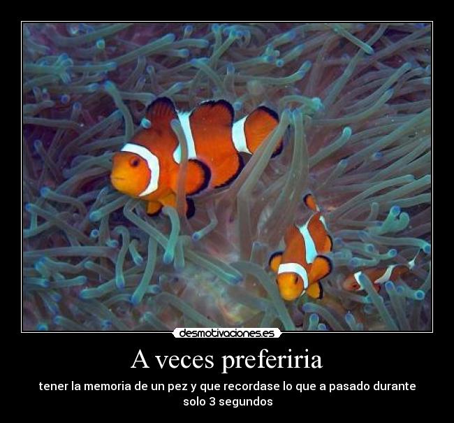 carteles memoria pez desmotivaciones