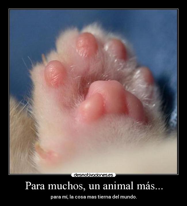 Para muchos, un animal más... - 