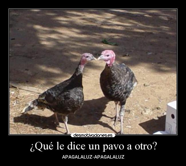 ¿Qué le dice un pavo a otro? - 