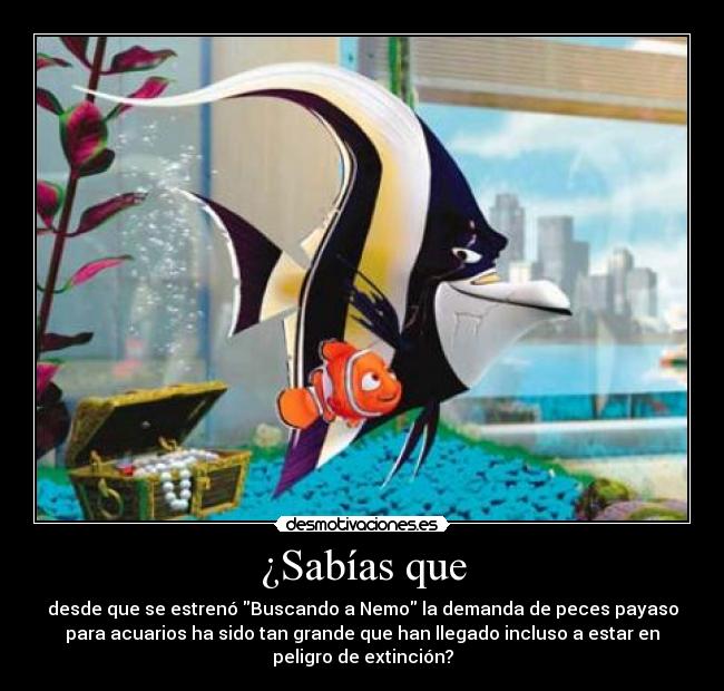 ¿Sabías que - desde que se estrenó Buscando a Nemo la demanda de peces payaso
para acuarios ha sido tan grande que han llegado incluso a estar en
peligro de extinción?