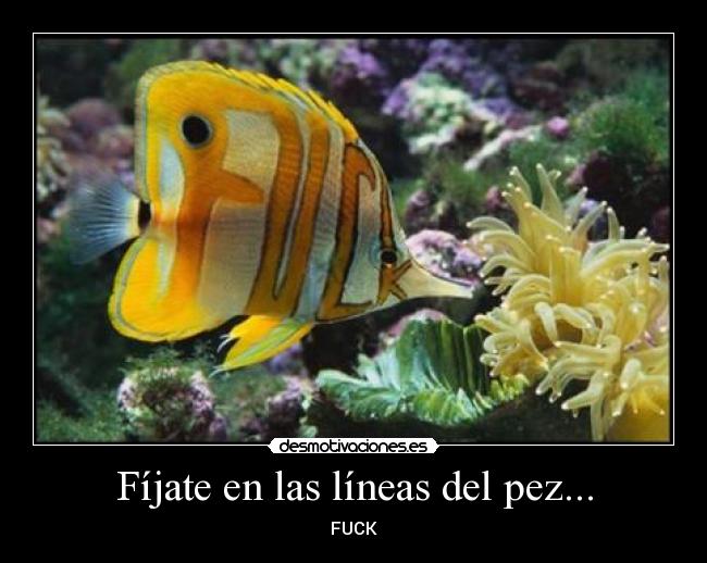 Fíjate en las líneas del pez... - 