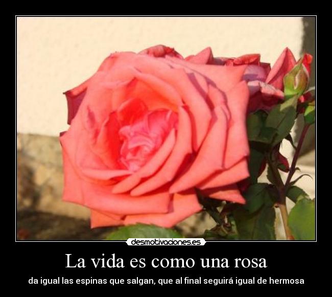 La vida es como una rosa - da igual las espinas que salgan, que al final seguirá igual de hermosa