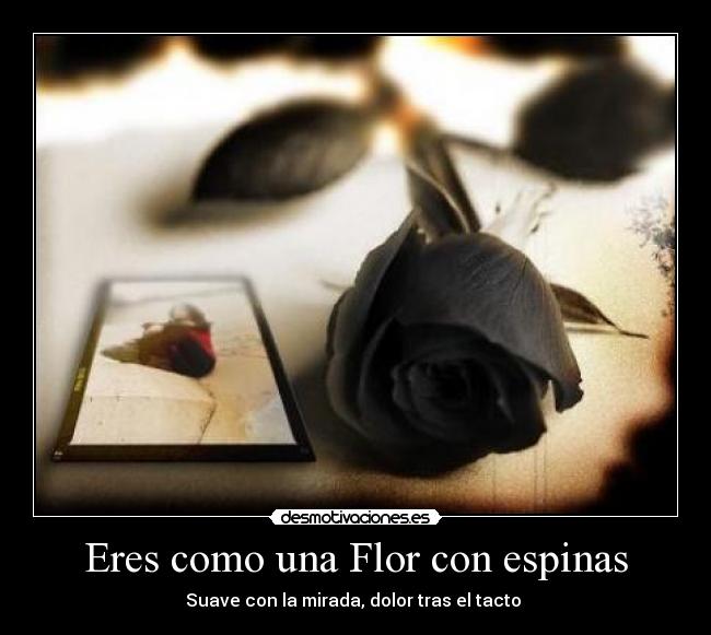 Eres como una Flor con espinas - Suave con la mirada, dolor tras el tacto 