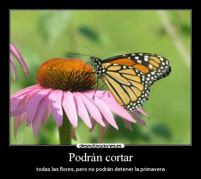 Podrán cortar - todas las flores, pero no podrán detener la primavera