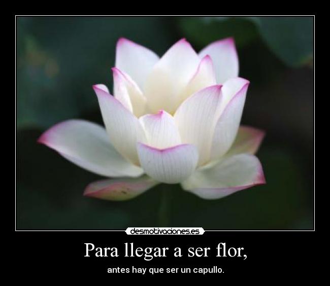 Para llegar a ser flor, - 
