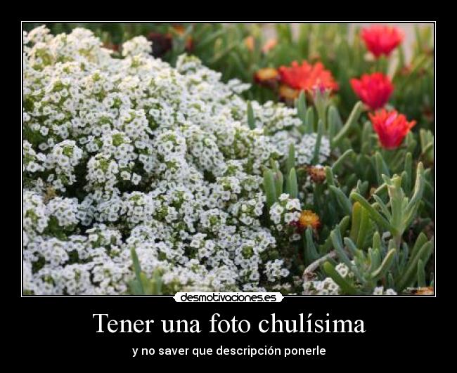 Tener una foto chulísima - 