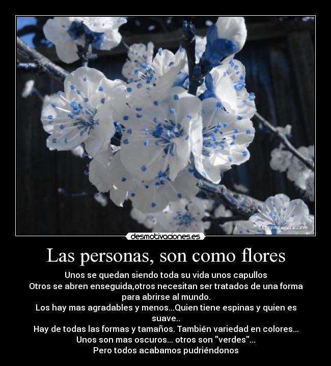 Las personas, son como flores - Unos se quedan siendo toda su vida unos capullos
Otros se abren enseguida,otros necesitan ser tratados de una forma
para abrirse al mundo.
Los hay mas agradables y menos...Quien tiene espinas y quien es
suave..
Hay de todas las formas y tamaños. También variedad en colores...
Unos son mas oscuros... otros son verdes...
Pero todos acabamos pudriéndonos