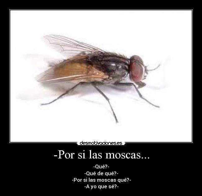 -Por si las moscas... - 