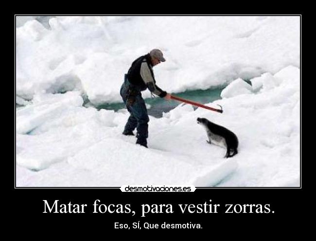 Matar focas, para vestir zorras. - 