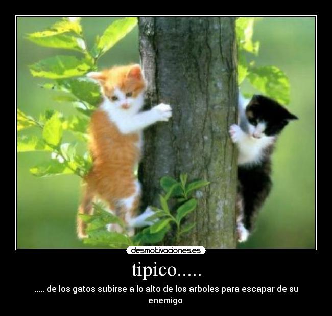 carteles chicadelagorra desmotivaciones