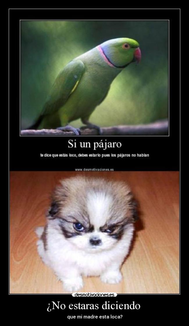 ¿No estaras diciendo - que mi madre esta loca?