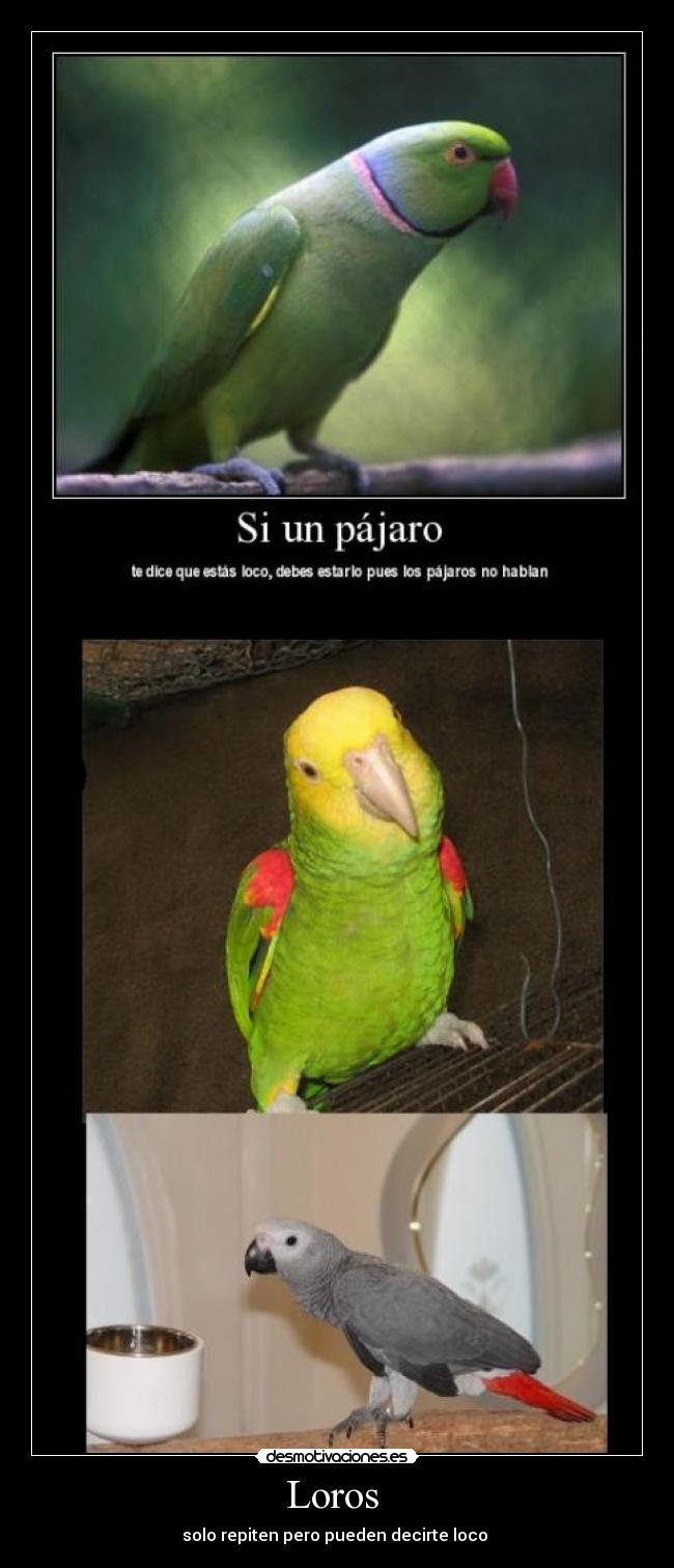 Loros  - 