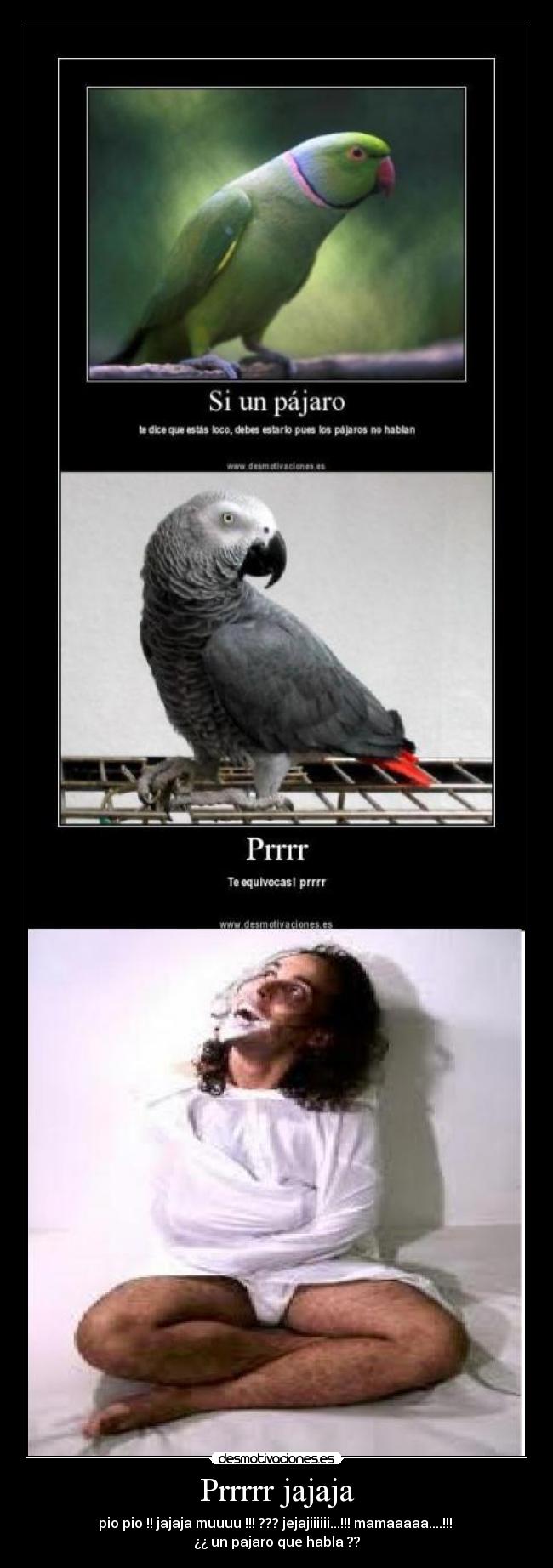 Prrrrr jajaja - pio pio !! jajaja muuuu !!! ??? jejajiiiiii...!!! mamaaaaa....!!!
¿¿ un pajaro que habla ??