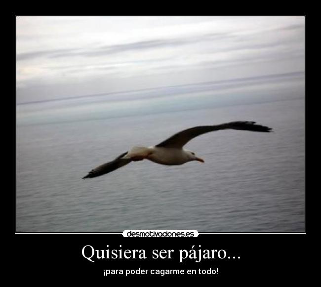 Quisiera ser pájaro... -