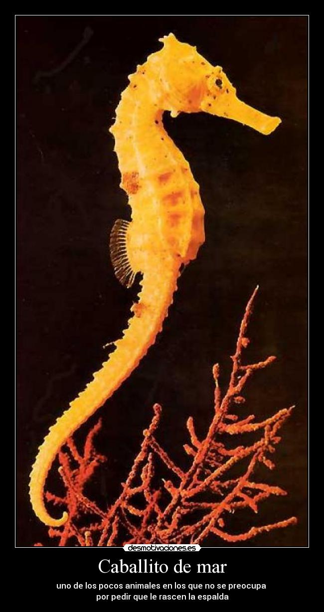 Caballito de mar - uno de los pocos animales en los que no se preocupa
por pedir que le rascen la espalda