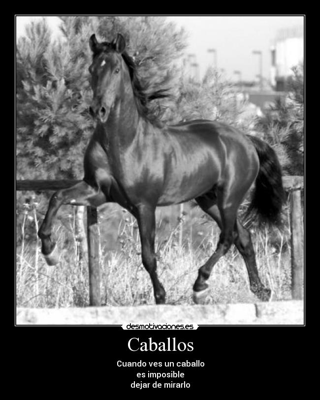 Caballos - Cuando ves un caballo
es imposible
dejar de mirarlo
