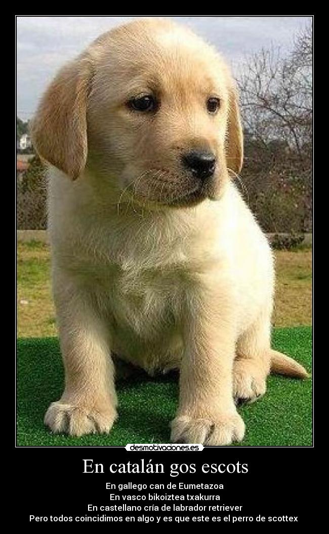 En catalán gos escots - 