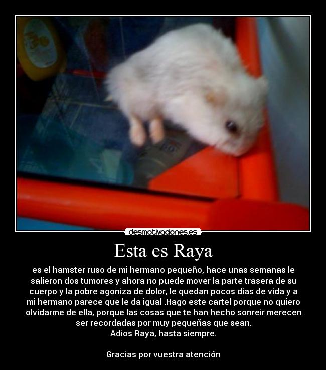 Esta es Raya - es el hamster ruso de mi hermano pequeño, hace unas semanas le
salieron dos tumores y ahora no puede mover la parte trasera de su
cuerpo y la pobre agoniza de dolor, le quedan pocos dias de vida y a
mi hermano parece que le da igual .Hago este cartel porque no quiero
olvidarme de ella, porque las cosas que te han hecho sonreir merecen
ser recordadas por muy pequeñas que sean.
Adios Raya, hasta siempre.

Gracias por vuestra atención