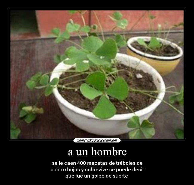 a un hombre - se le caen 400 macetas de tréboles de
cuatro hojas y sobrevive se puede decir
que fue un golpe de suerte