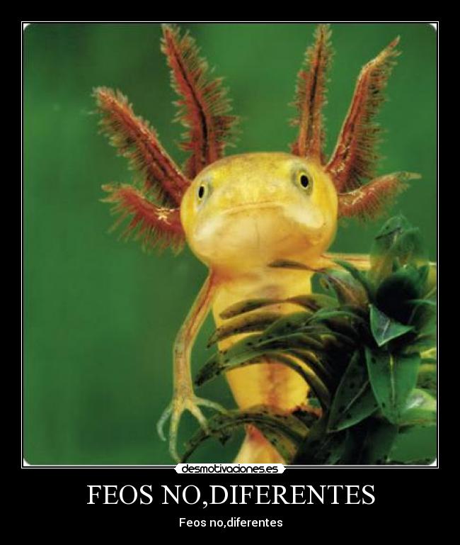 FEOS NO,DIFERENTES -