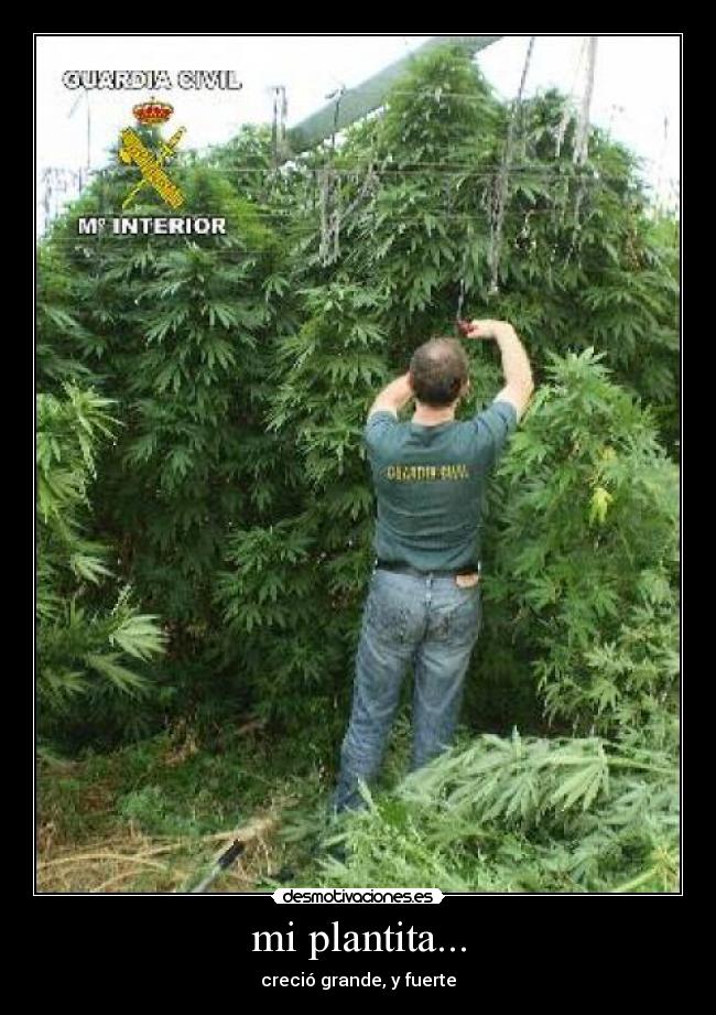 mi plantita... - creció grande, y fuerte