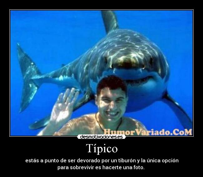 Típico - estás a punto de ser devorado por un tiburón y la única opción
para sobrevivir es hacerte una foto.