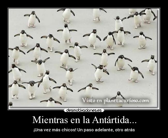 Mientras en la Antártida... - 