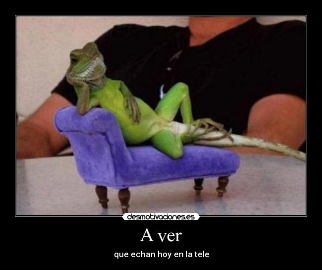 carteles iguana tele sofa desmotivaciones