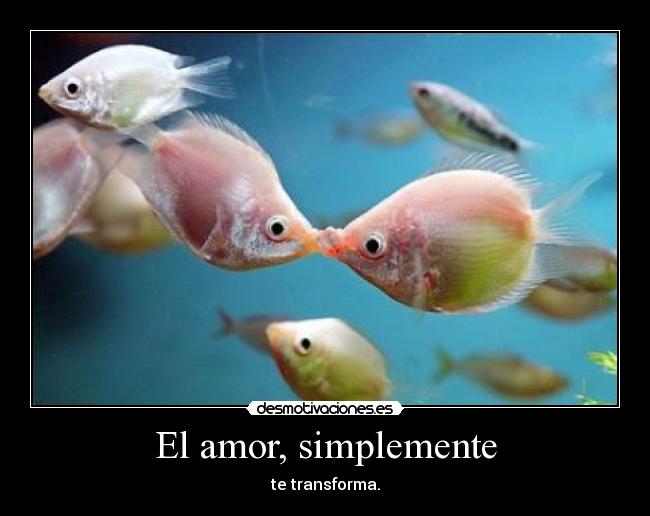 carteles amor love desmotivaciones