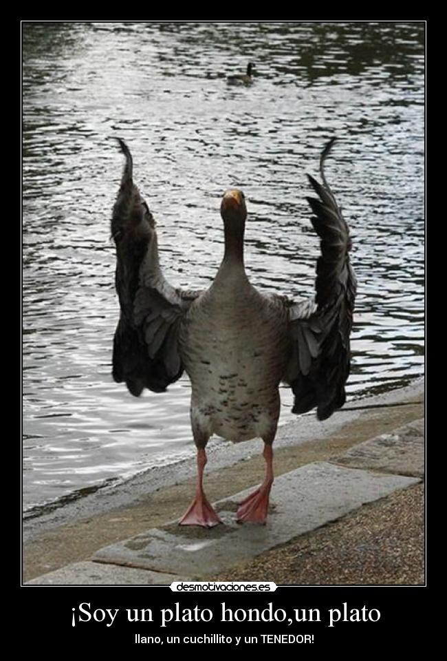 ¡Soy un plato hondo,un plato -