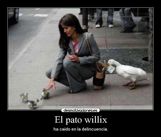 El pato willix - ha caido en la delincuencia.