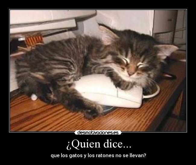 carteles gato raton carino desmotivaciones