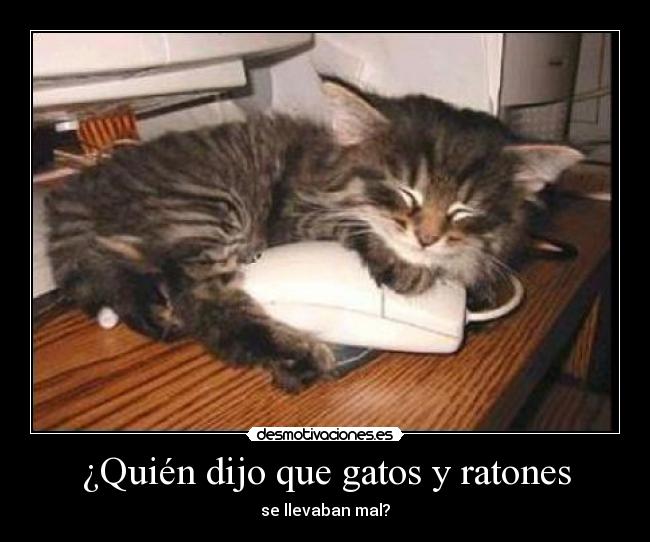 ¿Quién dijo que gatos y ratones - se llevaban mal?