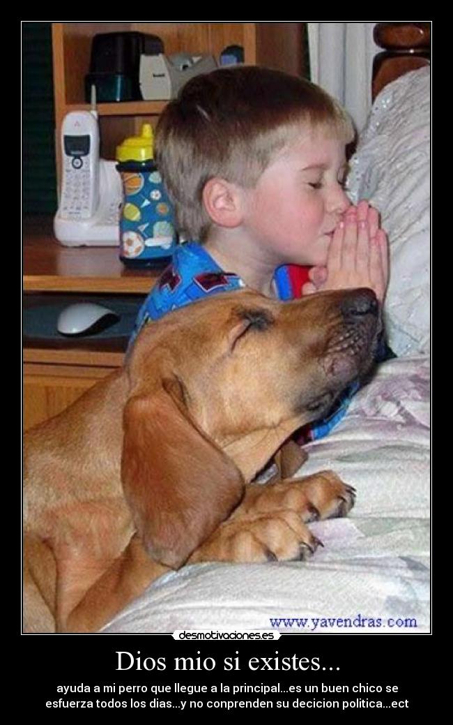 Dios mio si existes... - ayuda a mi perro que llegue a la principal...es un buen chico se
esfuerza todos los dias...y no conprenden su decicion politica...ect