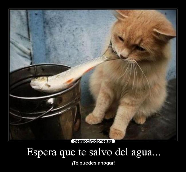 Espera que te salvo del agua... -