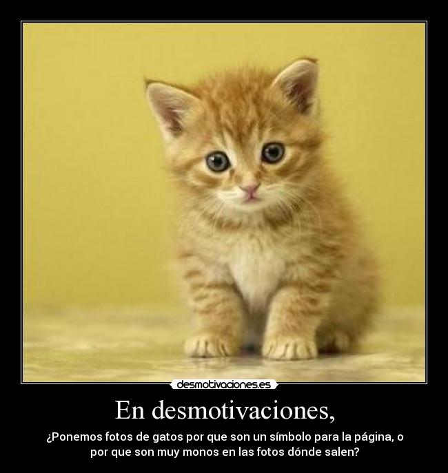 En desmotivaciones, - ¿Ponemos fotos de gatos por que son un símbolo para la página, o
por que son muy monos en las fotos dónde salen?