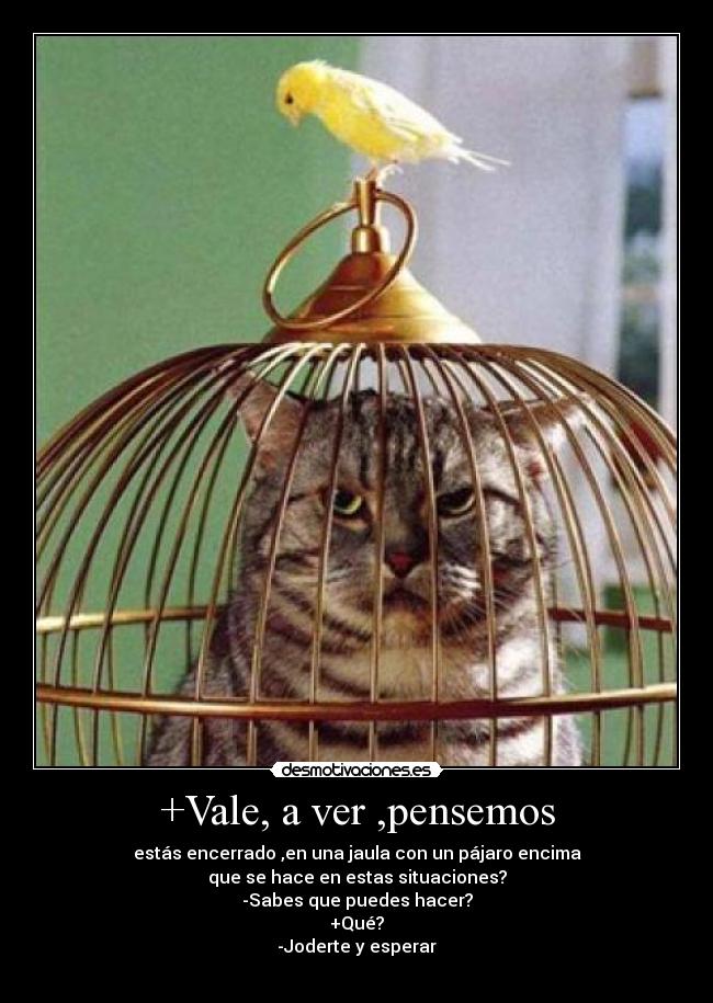 carteles gatitadelcaribe desmotivaciones