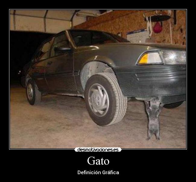 Gato -