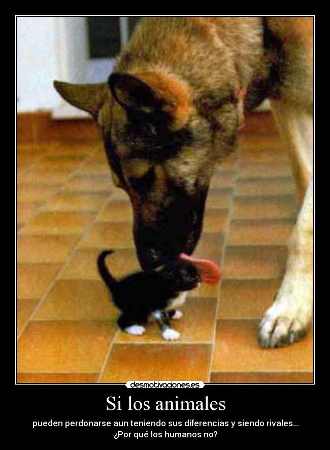 Si los animales - pueden perdonarse aun teniendo sus diferencias y siendo rivales...
¿Por qué los humanos no?