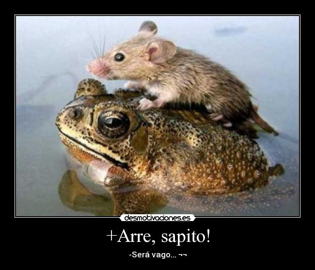 +Arre, sapito! - -Será vago... ¬¬