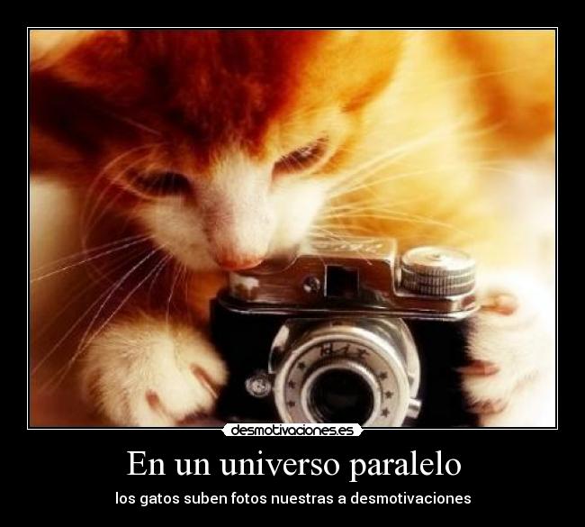 En un universo paralelo - los gatos suben fotos nuestras a desmotivaciones