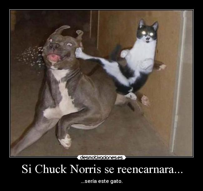 Si Chuck Norris se reencarnara... -