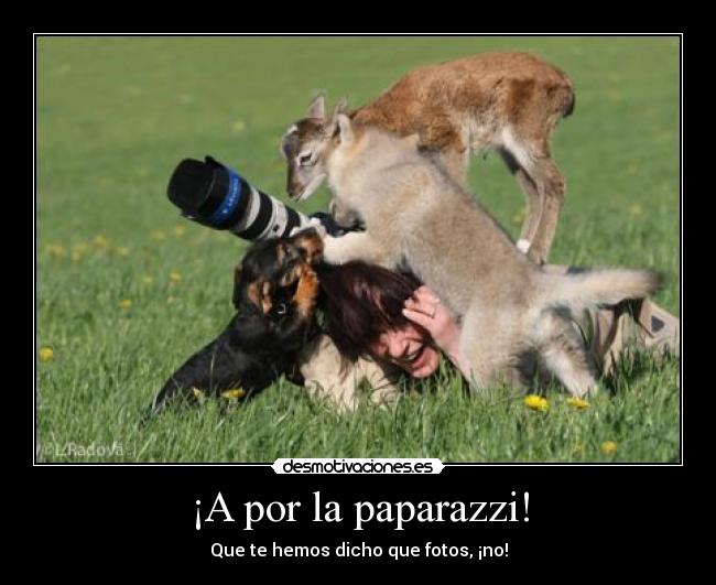 ¡A por la paparazzi! -